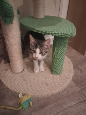 Adopter Bambi