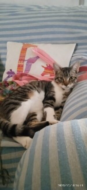 Adopter Bambino