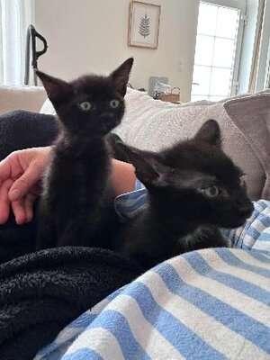 Adopter Bandana et biscoto