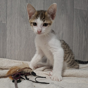 Adopter Banzaï