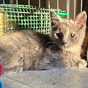 Adopter Banzai