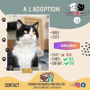 Adopter Bao