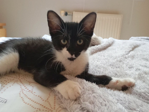 Adopter Bao
