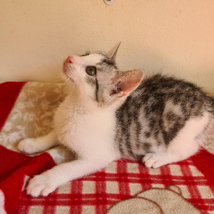 Adopter Barbichat