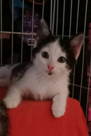 Adopter Barbichette