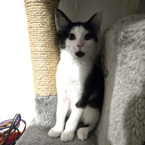 Adopter Barcares