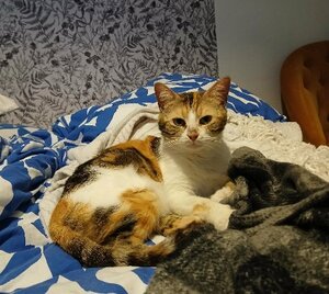 Adopter Bardot