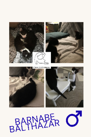 Adopter Barnabé balthazar