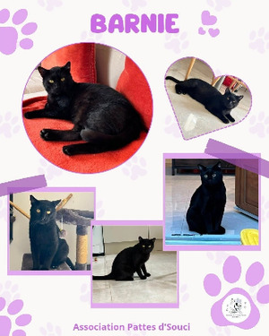 Adopter Barnie