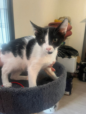 Adopter Barny