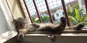 Adopter Barou