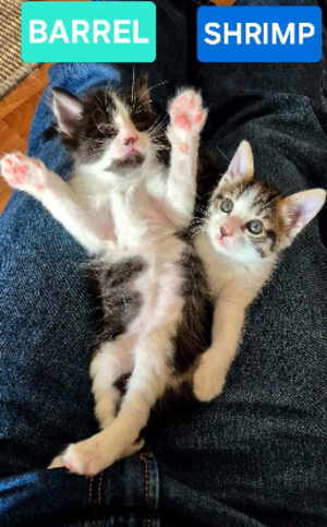Adopter Barrel et shrimp