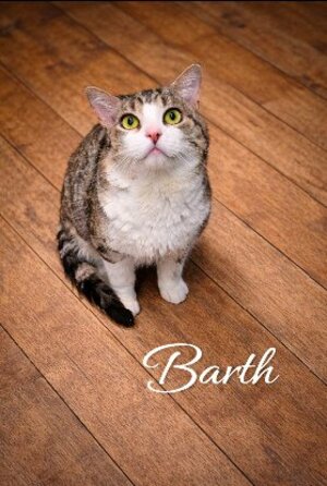 Adopter Bart