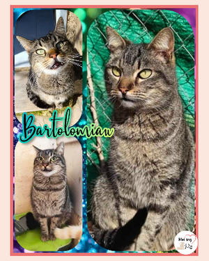 Adopter Bartolomiau