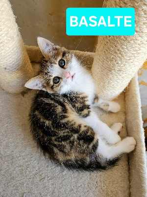 Adopter Basalte frère de silex et jais