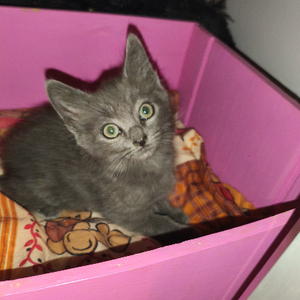 Adopter Basilic