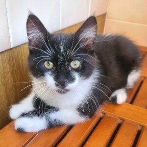 Adopter Batman
