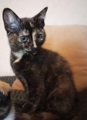 Adopter Baya