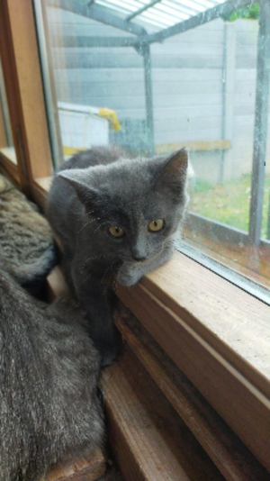Adopter Baya