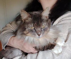 Adopter Beaugosse