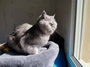 Adopter Beauté