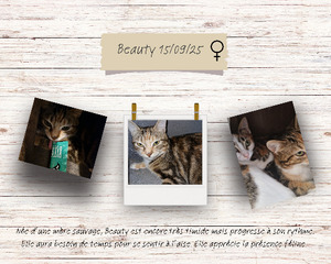 Adopter Beauty