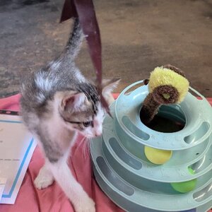 Adopter Bébécaille