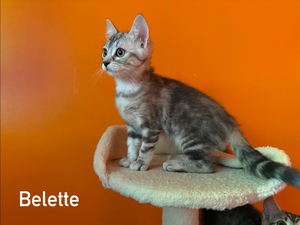 Adopter Belette