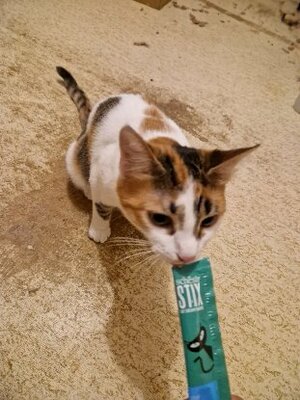 Adopter Bella