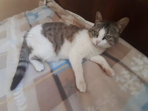 Adopter Bella