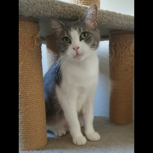 Adopter Belle