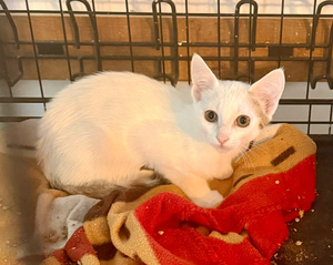 Adopter Belle