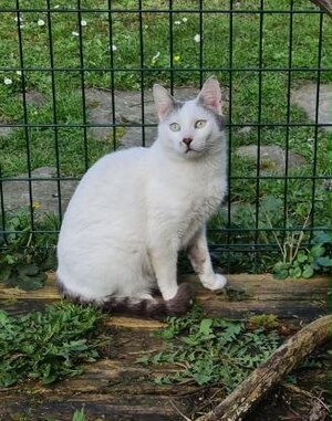 Adopter Belphégor