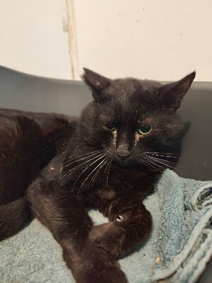 Adopter Benito