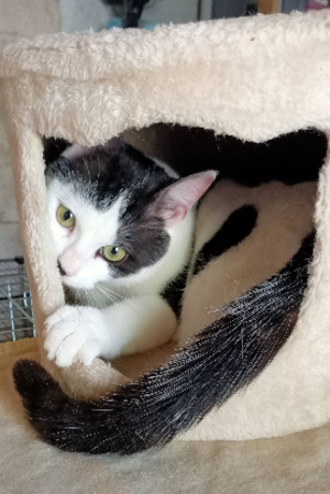 Adopter Benjy