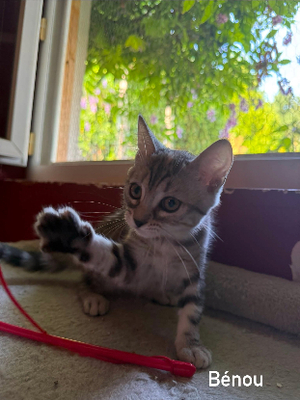Adopter Benou