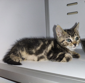 Adopter Berce