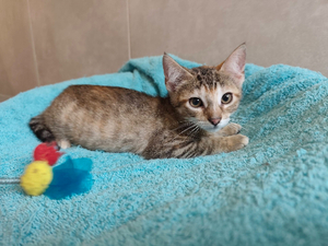Adopter Bergamote