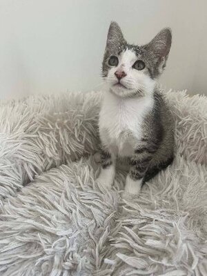 Adopter Berline