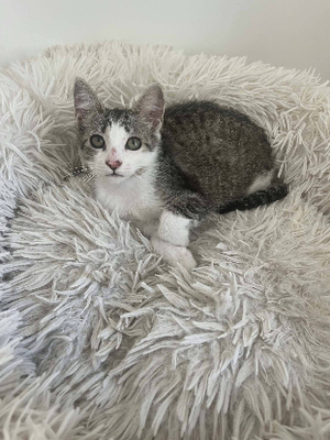 Adopter Berline
