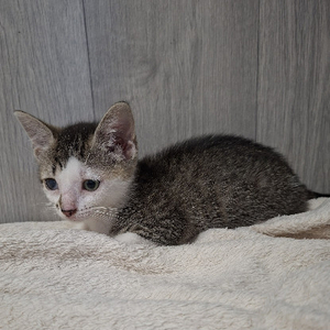 Adopter Berline