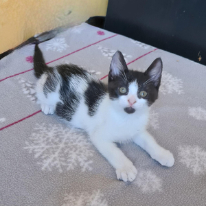 Adopter Berlioz