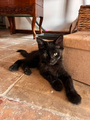 Adopter Berlioz