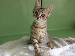 Adopter Berlioz