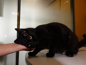 Adopter Beryle
