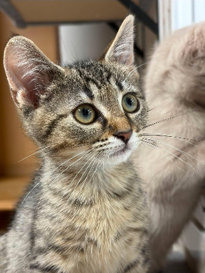 Adopter Besty