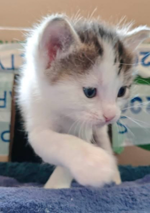 Adopter Betty