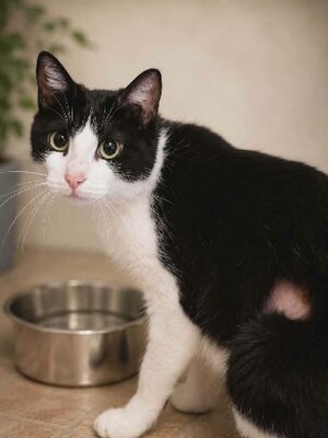 Adopter Bichette