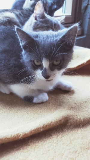 Adopter Bichette