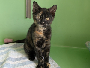 Adopter Bichette